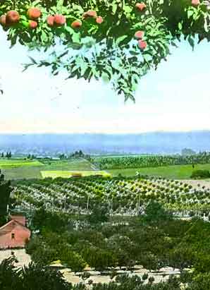 Себастополь прежде всего знаменит виноградниками и яблочными плантациями