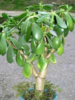 Растение crassula, по-русски просто «толстянка», многие называют денежным деревом