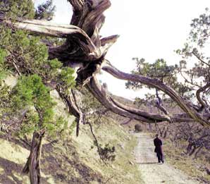 Один из 500-летних можжевельников растет на заброшенной дороге близ Батилимана