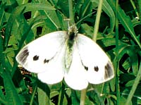 За лето меняется два поколения американской белой бабочки