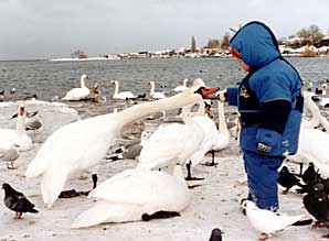 Пищи для лебедей в Севастопольской бухте достаточно