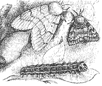 Самка, самец и гусеница непарного шелкопряда
