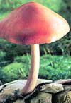 Отравление грибами — одно из самых тяжелых