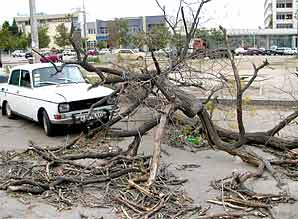 Сломанное ураганом дерево на пл. Восставших (г. Севастополь)