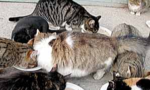 Самые упитанные кошки обитают на мясных рядах