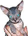 Кошка породы сфинкс. Фото Сергея Крылова
