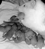 Белая домашняя крыса родила 14 серых крысят