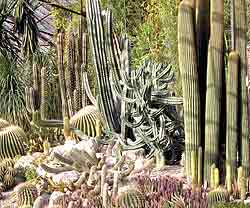 Пейзаж из кактусов в оранжерее Никитского ботанического сада