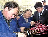 Виноградари с интересом рассматривают саженцы-клоны винограда из Франции