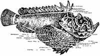 Бородавчатка — рыба семейства скорпионообразных, обитает в основном в бассейне Индийского океана