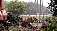 Незаконно спиленные деревья при строительстве АЗС на перекрестке Камышовского и Фиолентовского шоссе