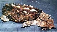 Черепаха Мата-Мата