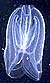 Медуза гребневик