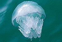 Медуза корнерот в севастопольские бухты приплывет, как только вода станет прохладнее
