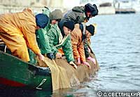 Теперь рыбакам совхоза «Путь Ильича» ловить рыбу придется дальше от берега