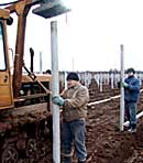 Закладка новой виноградной плантации начинается с установки  столбиков
